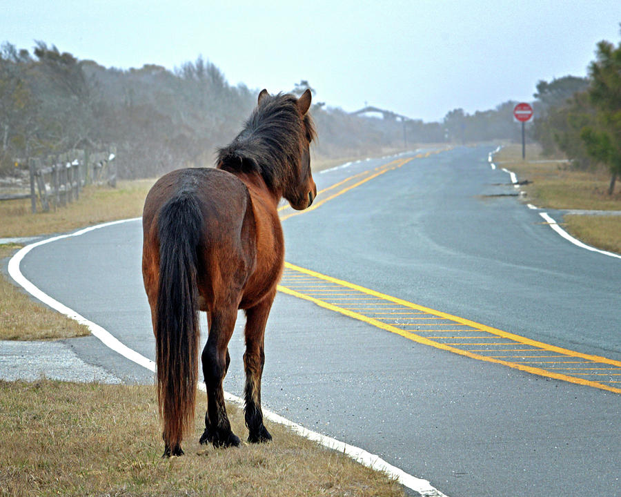 Delegates Pride Awaiting Tourists on Assateague Island Photograph by Bill Swartwout