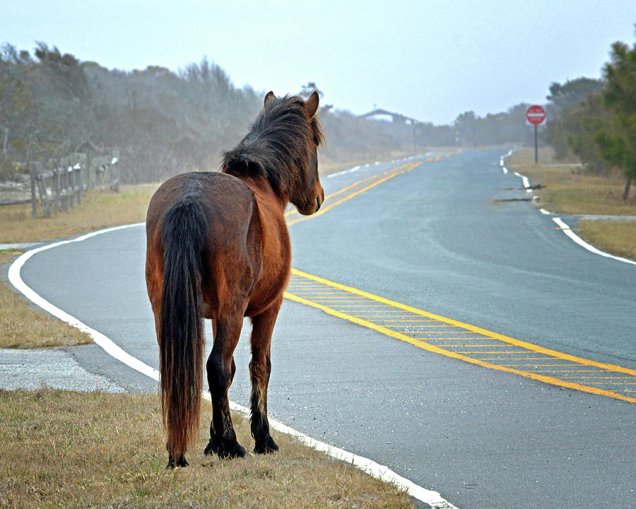 Delegats's Pride Looking for Visitors to Assateague Island by Assateague Pony Photography Delegats's Pride Looking for Visitors to Assateague Island by Assateague Pony Photography