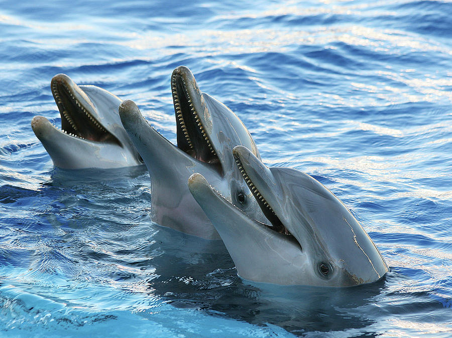 Delfines Photograph by Saliken