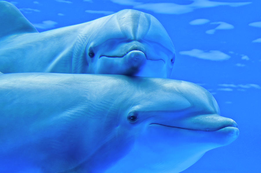 Delfines Photograph by Vdorse