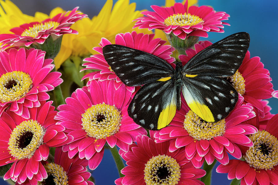 Delias Henningia Butterfly On Gerber Photograph by Darrell Gulin - Fine ...