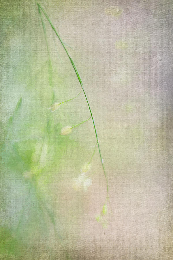 Delicate Abstract Floral Digital Art by Terry Davis