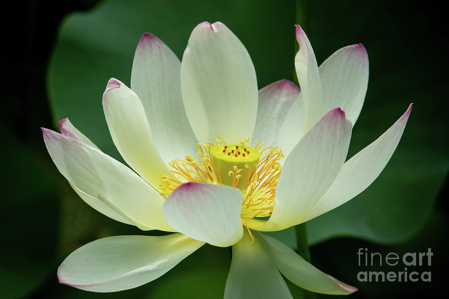 Delicate and Graceful Lotus Photograph by Sabrina L Ryan