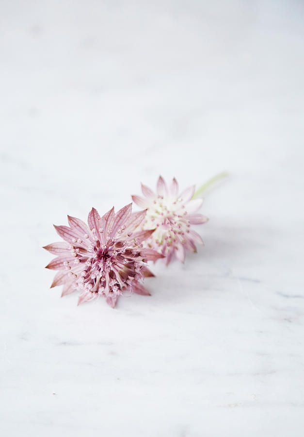 Delicate Astrantia Flower On Marble Surface Photograph by Nicoline Olsen