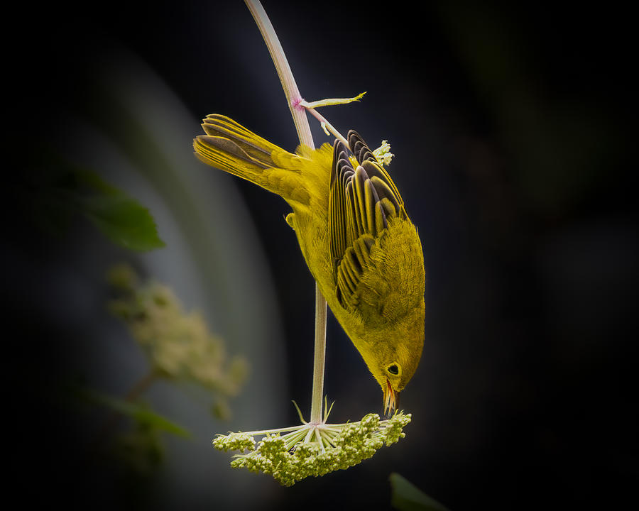 Warbler Photograph - Delicate Balance by Kimberly