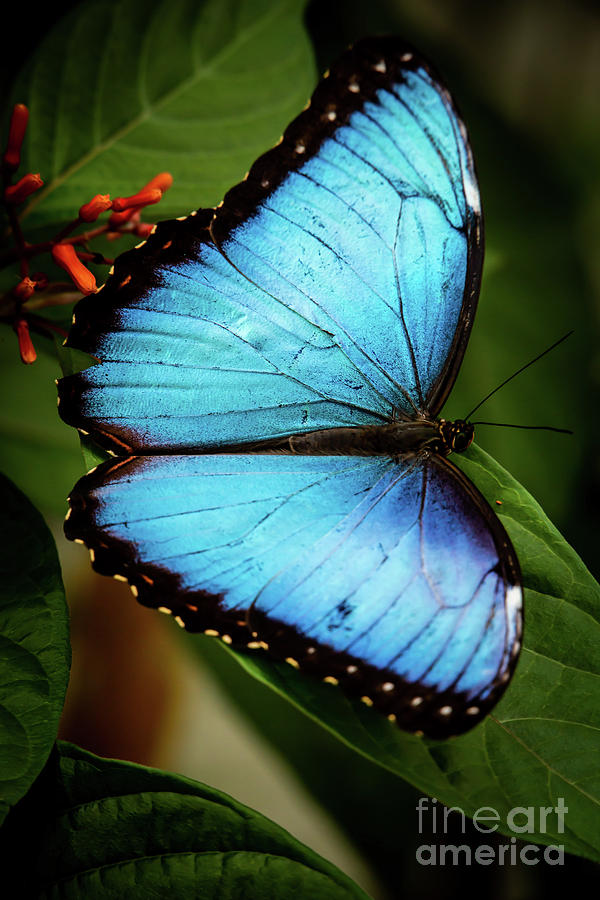 Delicate Blue Morpho Butterfly Photograph by Sabrina L Ryan