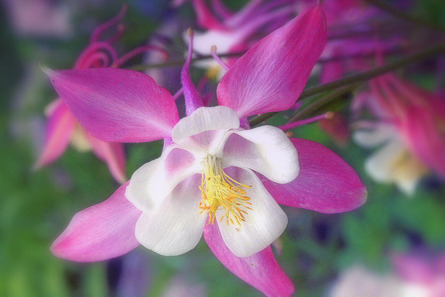 Delicate Columbine Flower Photograph by Kay Novy