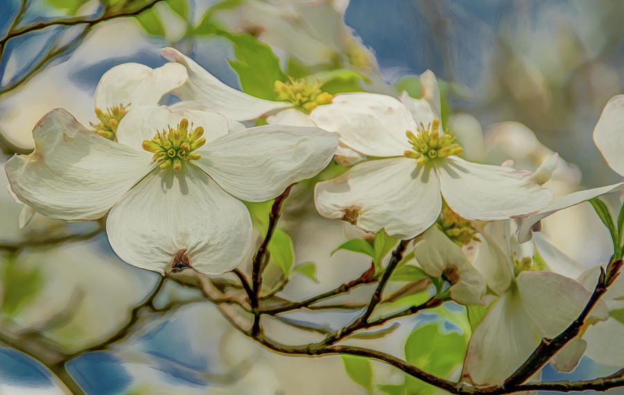 Delicate Dogwoods Photograph by Marcy Wielfaert