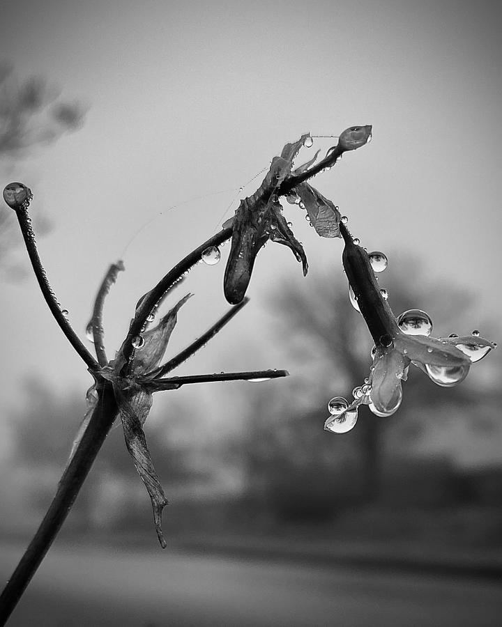 Delicate Drops Photograph by Jeremy Rizzi
