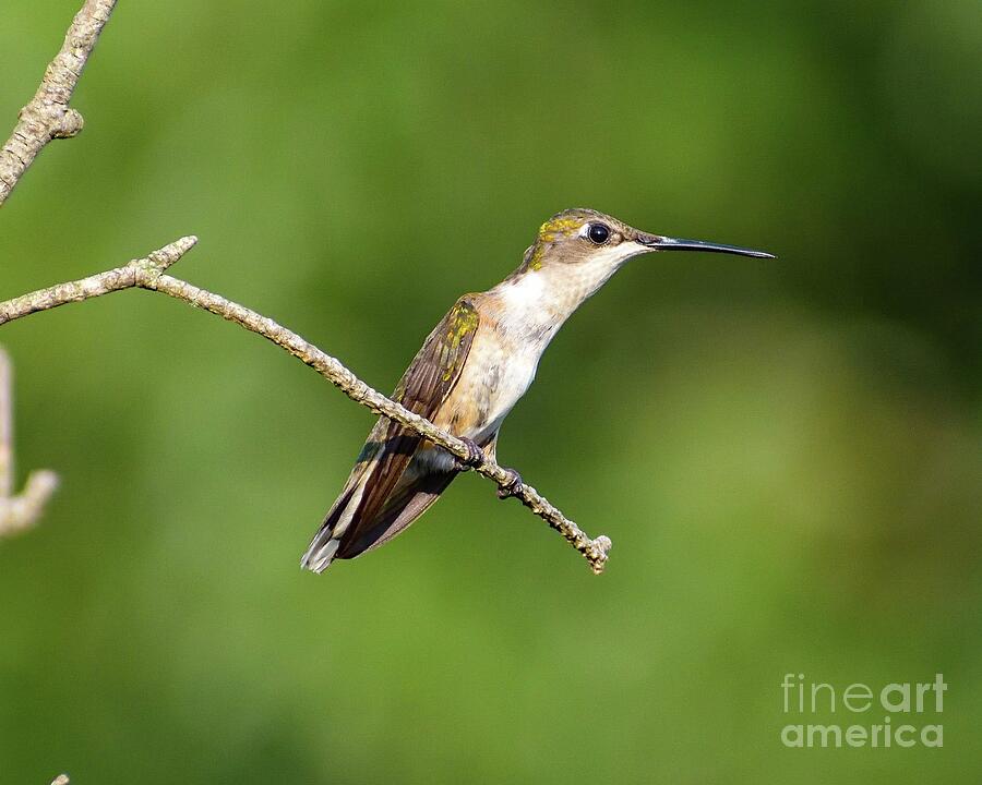 Delicate Female Ruby-throated Hummingbird Photograph