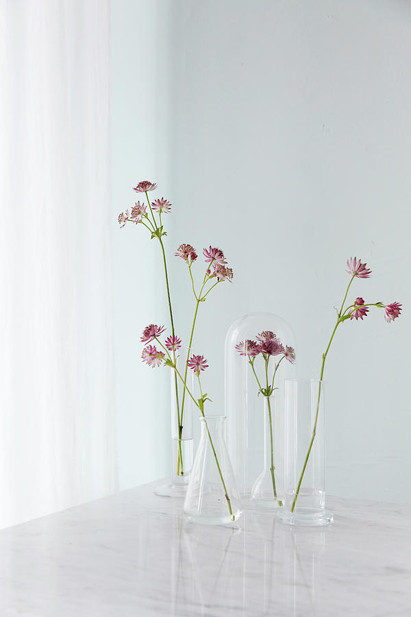 Delicate Flower Arrangement Of Astrantias Photograph by Nicoline Olsen