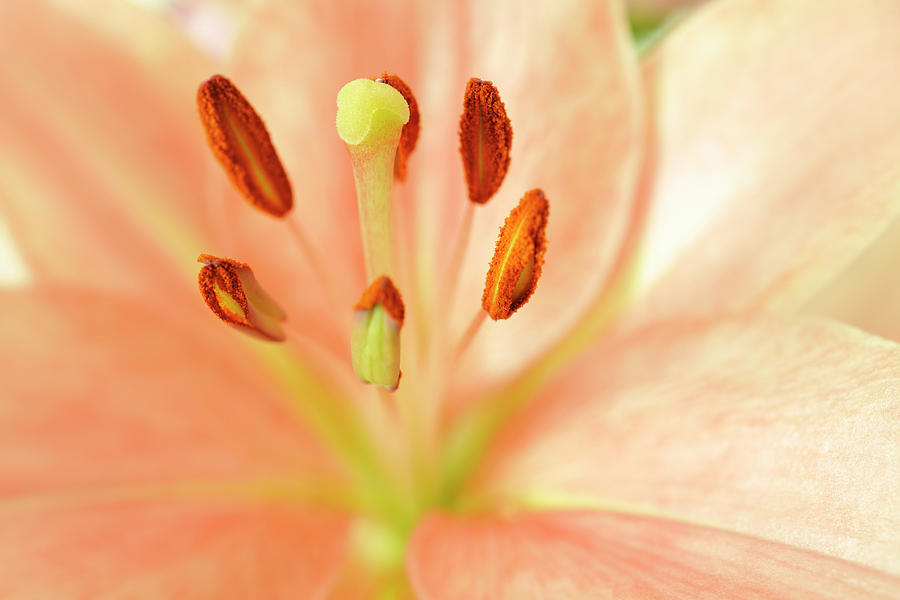 Delicate Flower Macro Of Inside A Pink Photograph by Jpecha