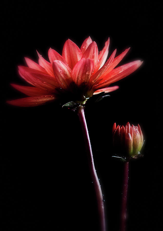 Delicate Flowers Photograph by Lauren Metcalfe