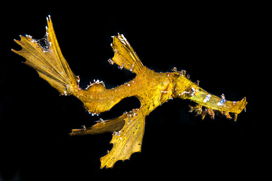 Delicate Ghost Pipefish Photograph by Barathieu Gabriel
