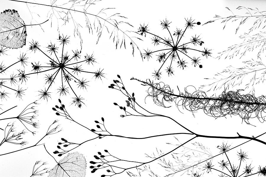 Delicate Grass And Flowers Silhouetted Black Against White Photograph by Ernie Janes / Naturepl.com Delicate Grass And Flowers Silhouetted Black Against White Photograph by Ernie Janes / Naturepl.com