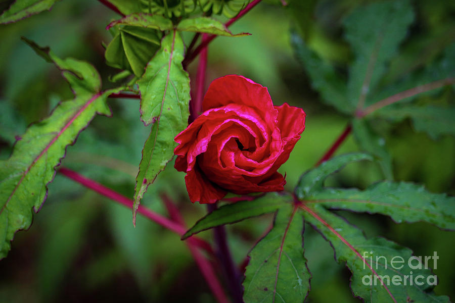 Nature Photograph - Delicate Hibiscus Bud by Susan Rydberg