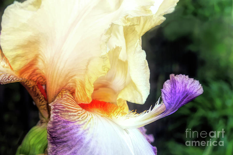Iris Digital Art - Delicate Iris by Amy Dundon Iris Digital Art - Delicate Iris by Amy Dundon