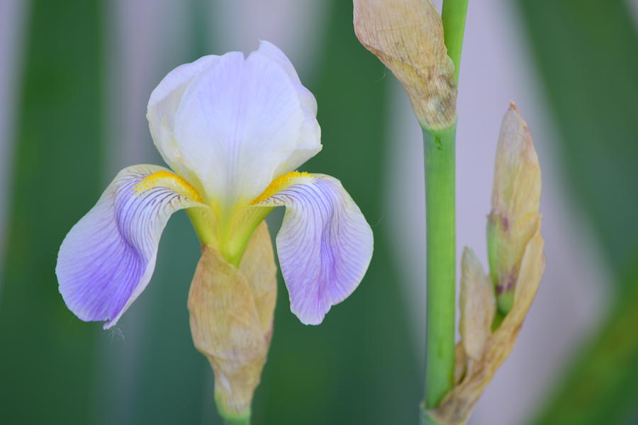 Delicate Iris Photograph by Bonnie Bruno