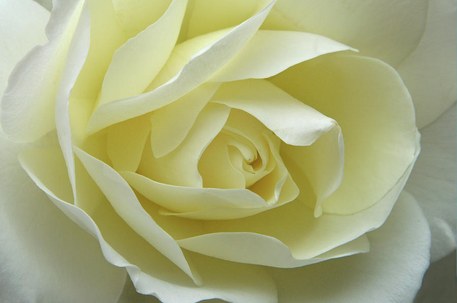 Delicate Layers Of Rose Photograph by Terence Davis