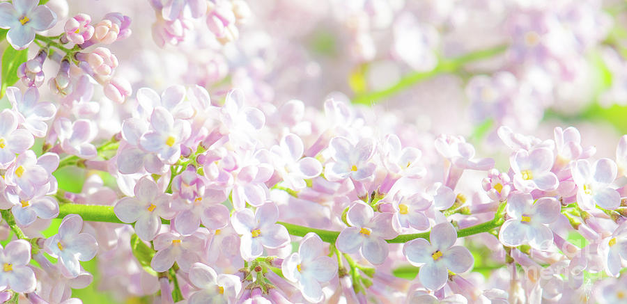 Delicate lilac blossoms bloom in pastel colors. Photograph by Ulrich Wende