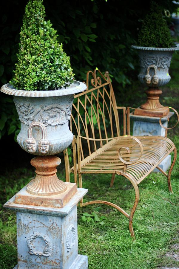 Delicate Metal Garden Bench Flanked By Box Cones In Urns Photograph by Alexandra Panella