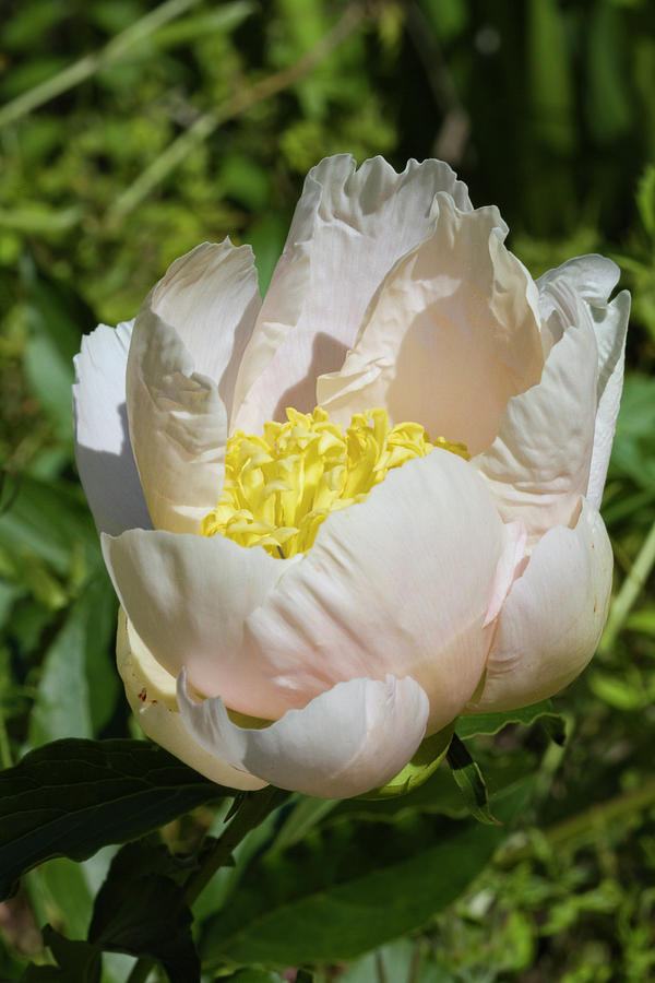 Delicate Pastel Peach Cupped Peony Blossom Photograph by Kathy Clark