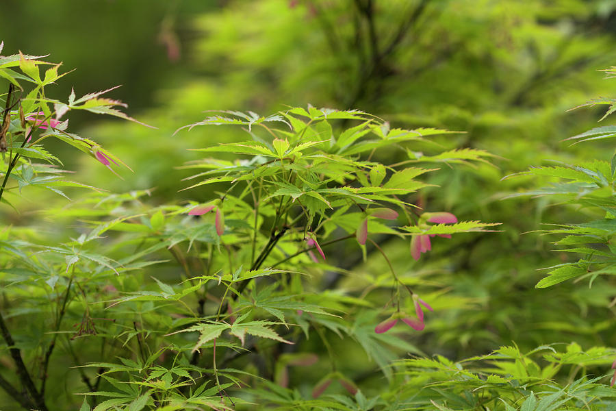 Delicate Peaceful Green Japanese Maple Tree Photograph by Kathy Clark