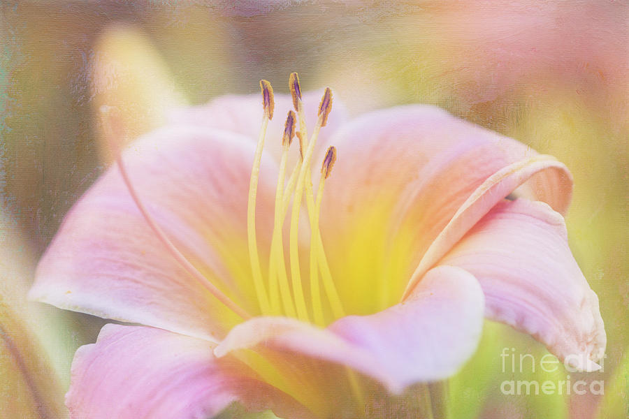 Delicate Pink Daylily Photograph by Anita Pollak Delicate Pink Daylily Photograph by Anita Pollak