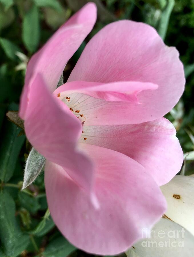 Delicate Pink Photograph by Eunice Warfel