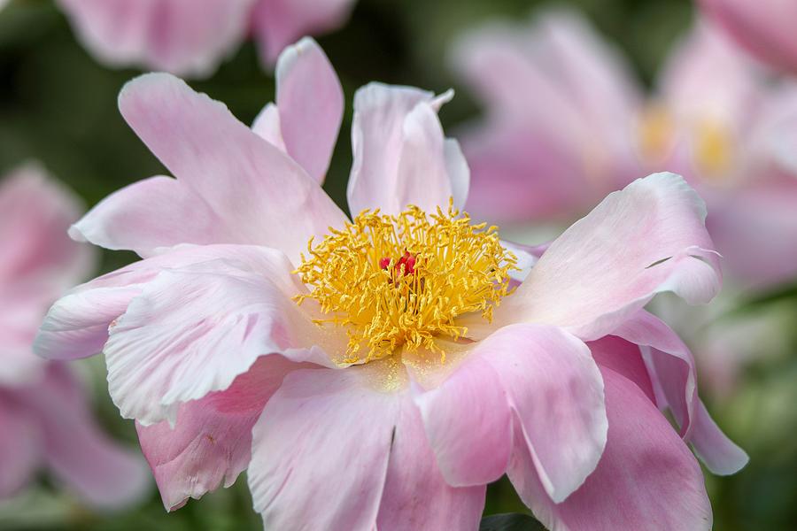 Delicate Pink Peony Photograph by Susan Rydberg