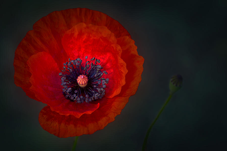 Delicate Poppy Flower Photograph by Stephan Rckert