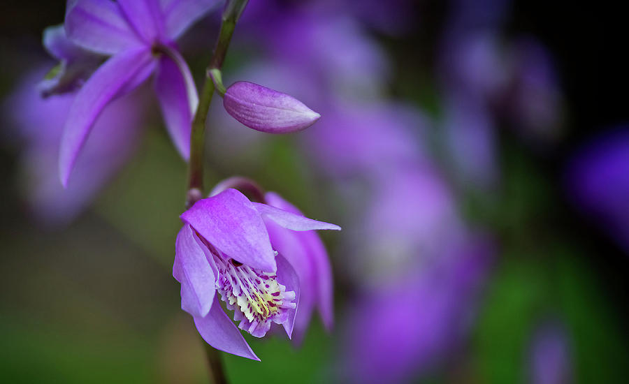 Delicate Purple Flower by Angel Sharum Delicate Purple Flower by Angel Sharum