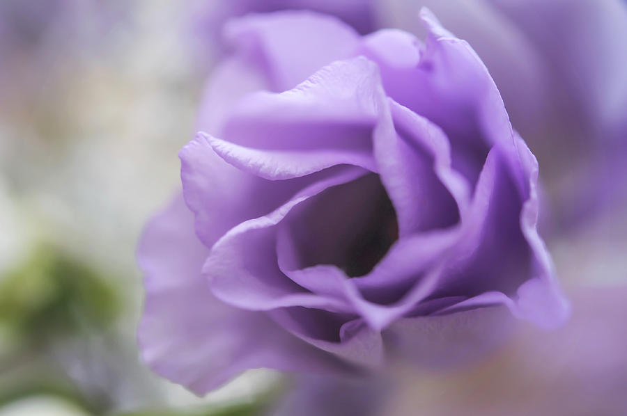 Delicate Purple Photograph by Jenny Rainbow
