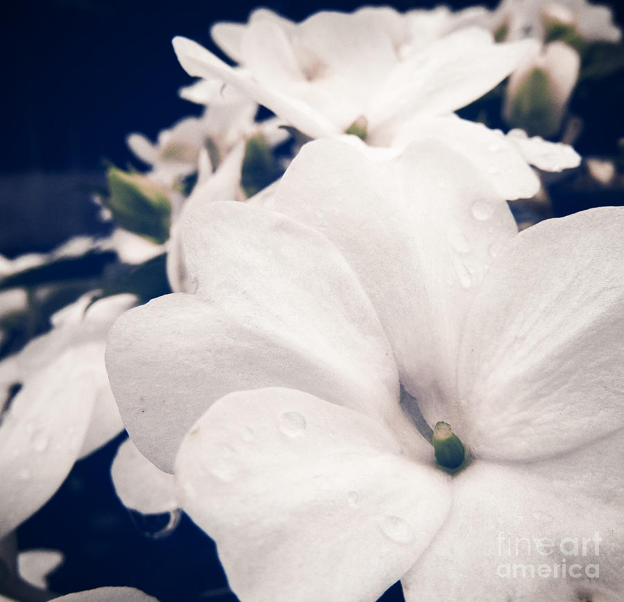 Flowers Still Life Photograph - Delicate by Robert Knight