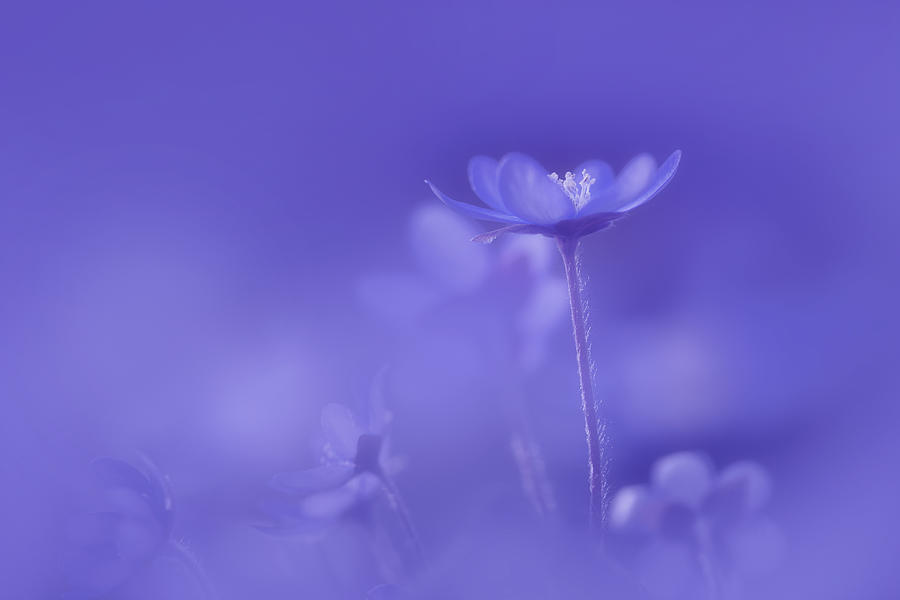 Delicate Spring Flowers Photograph by Norbert Maier