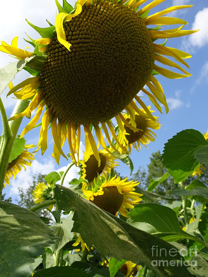 Delicate Sunflower Photograph by GJ Glorijean
