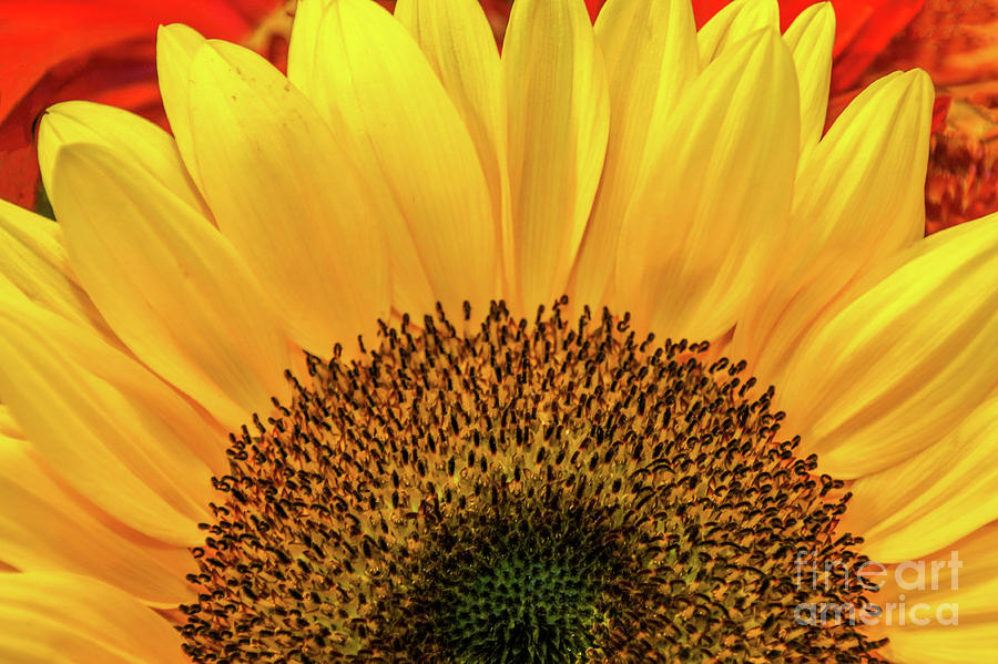 Sunflower Photograph - Delicate Sunflower by Stephanie Hanson