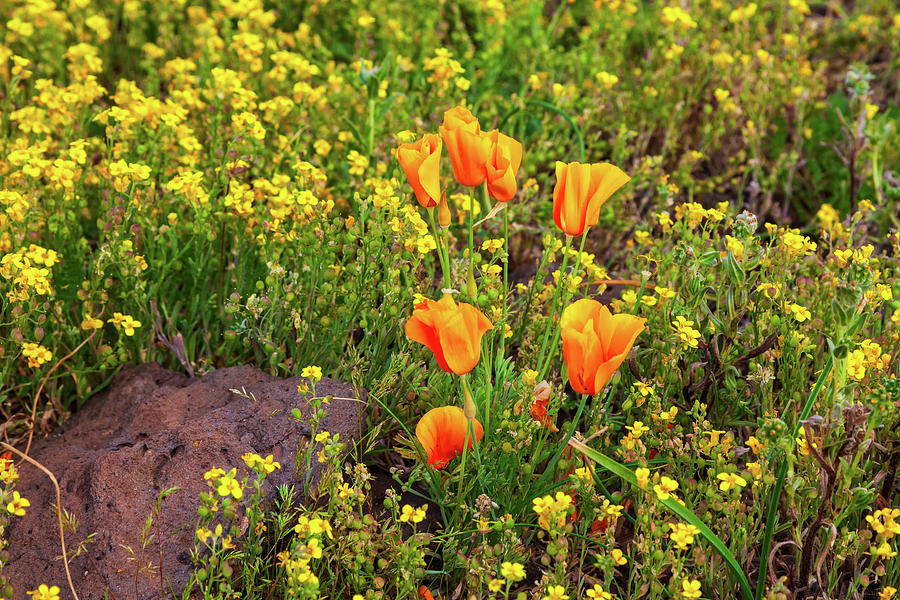 Delicate Treasure by Rick Furmanek Delicate Treasure by Rick Furmanek
