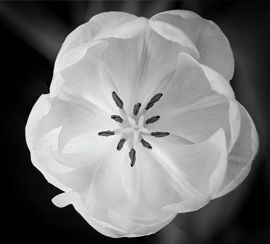 delicate tulip by Alan Brown delicate tulip by Alan Brown
