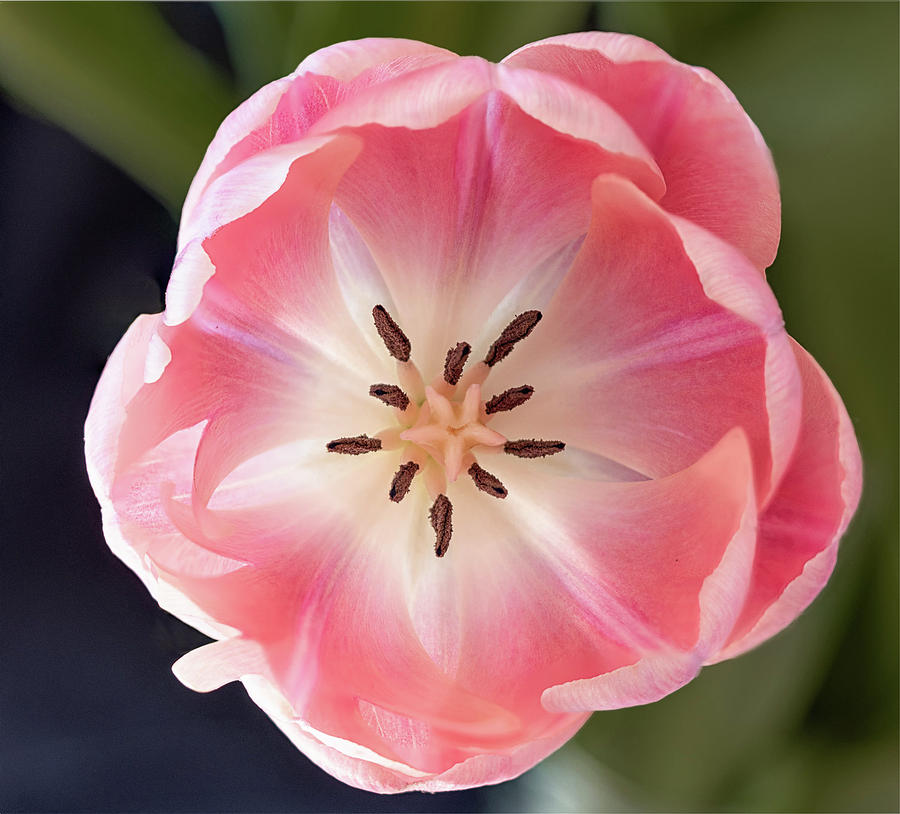 delicate tulip of color by Alan Brown delicate tulip of color by Alan Brown