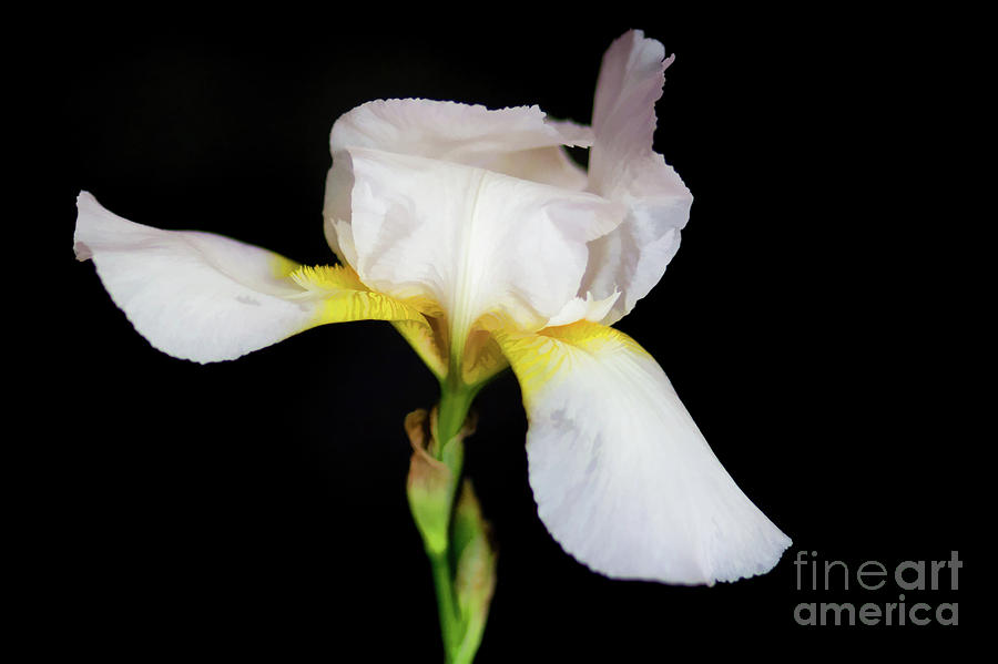 Delicate White Iris Photograph by Lisa Lemmons-Powers