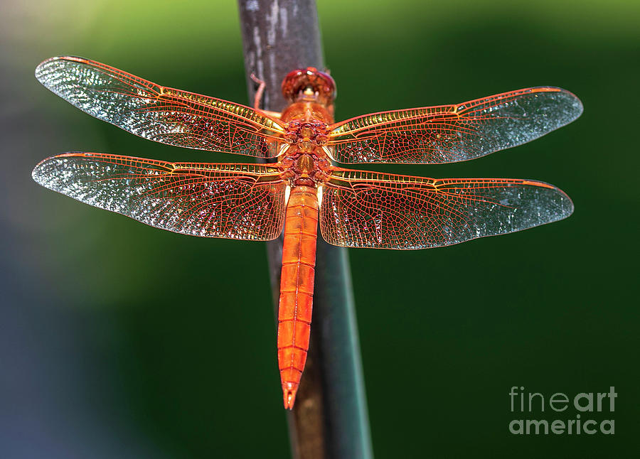 Delicate Wings Photograph by Jeff Parish - Fine Art America