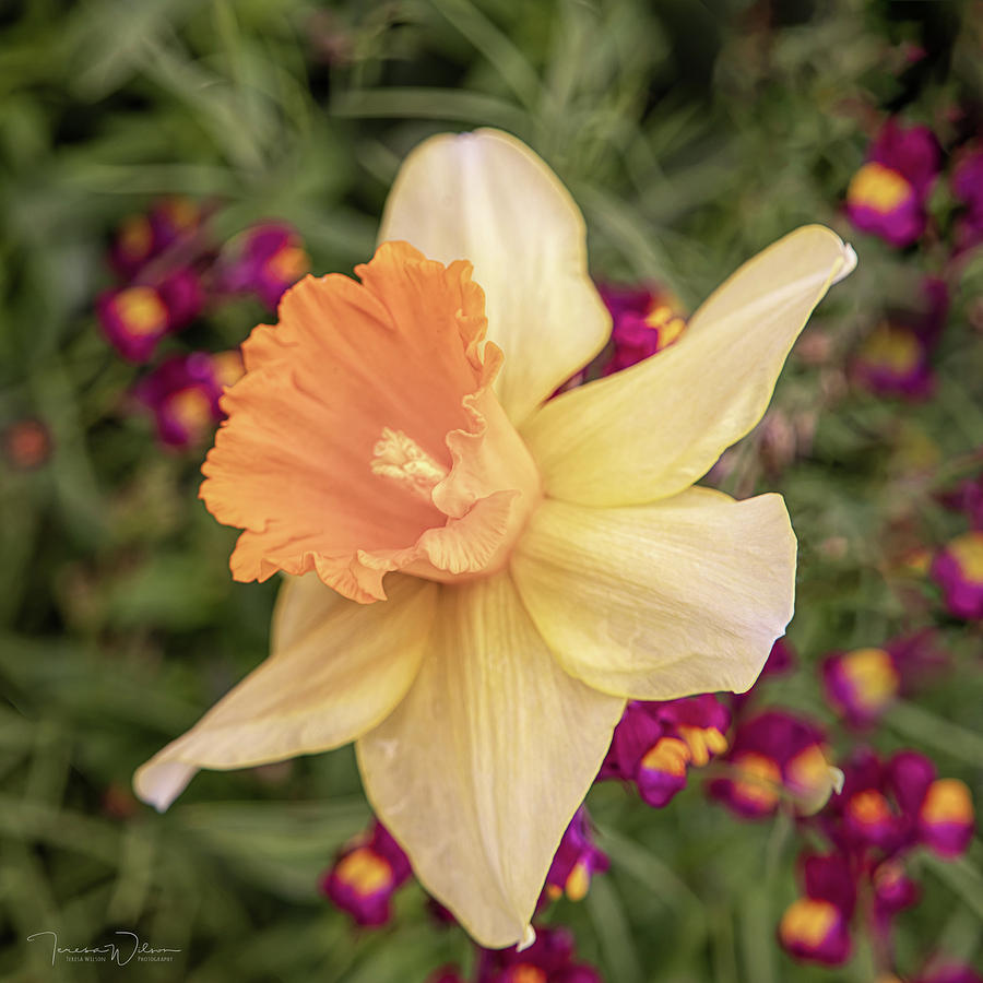 Delightful Daffodil by TL Wilson Photography Photograph by Teresa Wilson