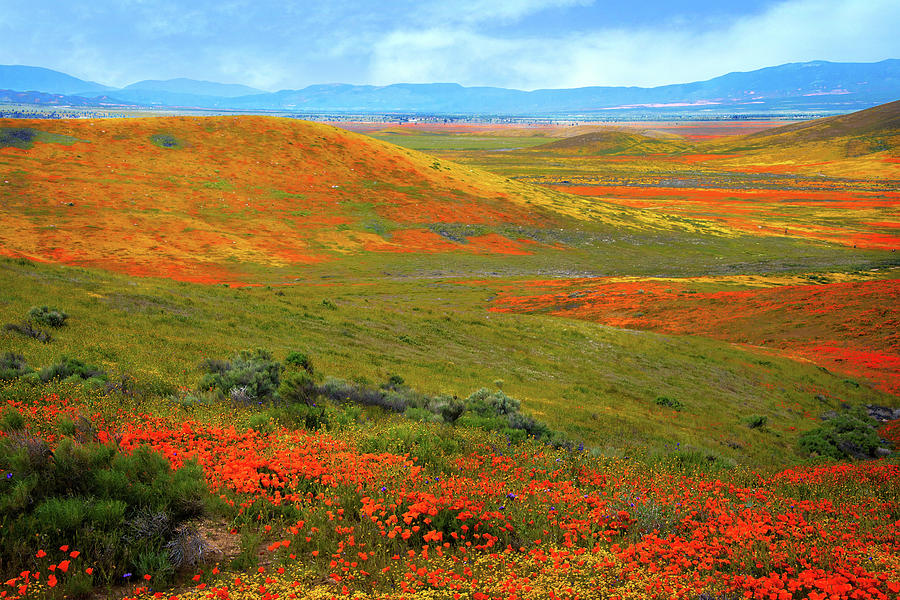 Delightful Days in the Desert - Superbloom 2019 Photograph by Lynn Bauer