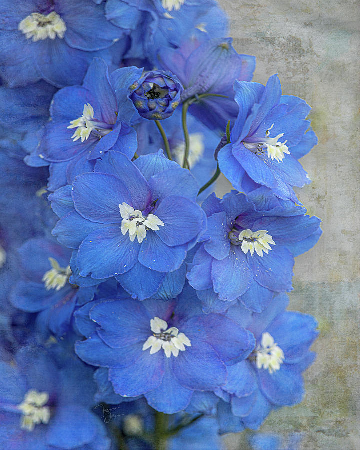 Delightful Delphiniums by TL Wilson Photography Photograph by Teresa Wilson