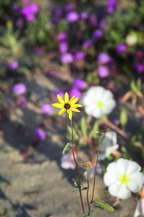 Flower Photograph - Delightful Desert Flower by Joseph S Giacalone