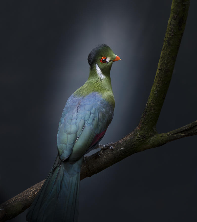 Bird Photograph - Delightful by Greetje Van Son