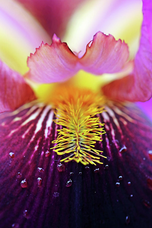 Delightful Iris Photograph by Debbie Oppermann