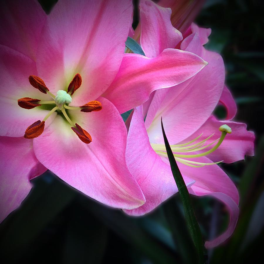 Delightful Lilies Photograph