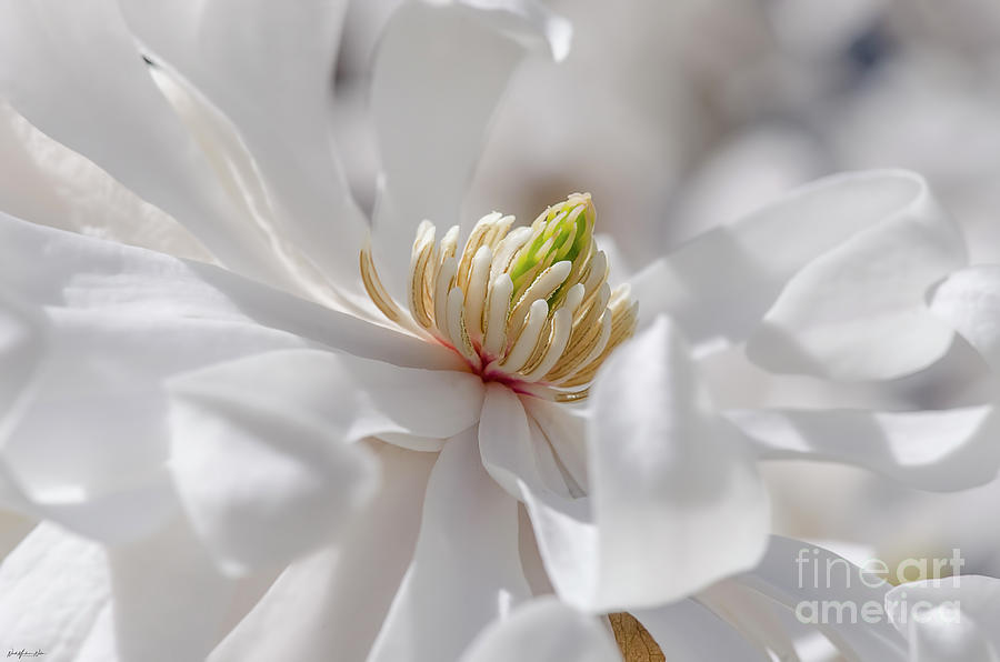 Magnolia Photograph - Delightful by Nicole Markmann Nelson Magnolia Photograph - Delightful by Nicole Markmann Nelson